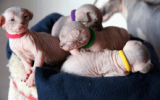 tn_kittens2010__018.gif