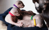 tn_kittens2010__019.gif