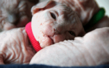 tn_kittens2010__020.gif