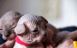 tn_kittens2010__021.gif