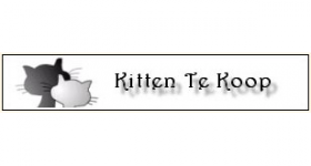 Kitten te koop